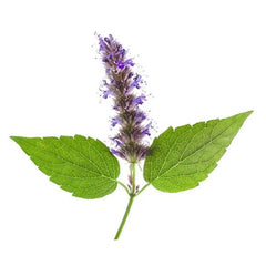 Patchouli