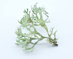 Oakmoss