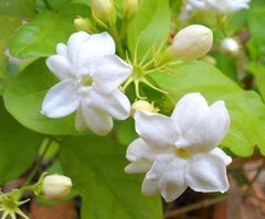 Jasmine