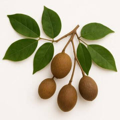 Copaiba