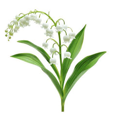 Lily Of The Valley